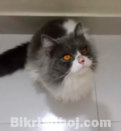 Pure Persian male cat